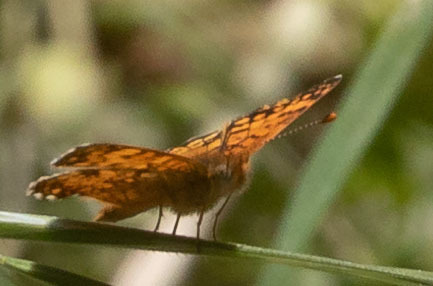 iNaturalist observation photo of Mylitta Crescent