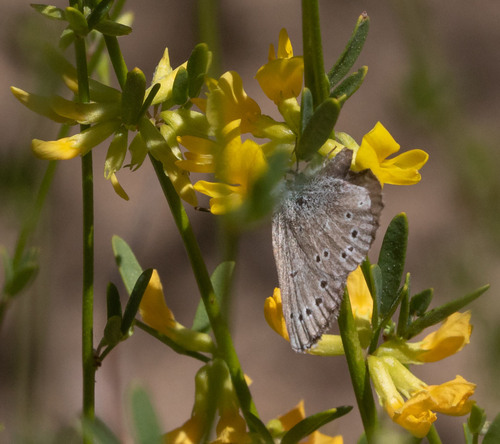 iNaturalist observation photo of Silvery Blue