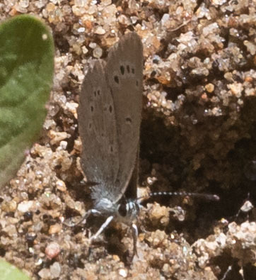 iNaturalist observation photo of Silvery Blue