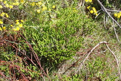 Crassula ericoides ericoides