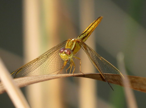 Scarlet Skimmer, photo 4 of 10