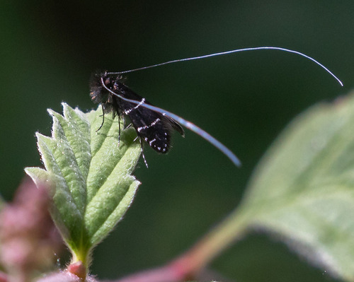iNaturalist observation photo of Ocean Spray Fairy Moth