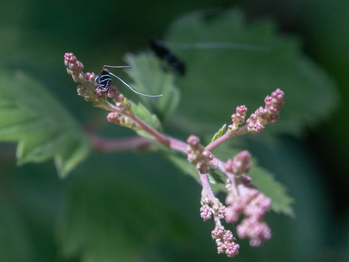 iNaturalist observation photo of Ocean Spray Fairy Moth