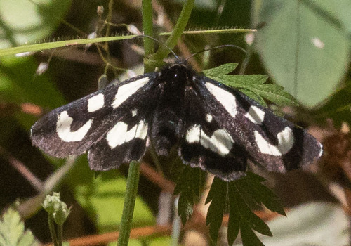 iNaturalist observation photo of Mariposa Forester