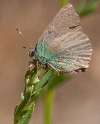 iNaturalist observation photo of Lotus Hairstreak