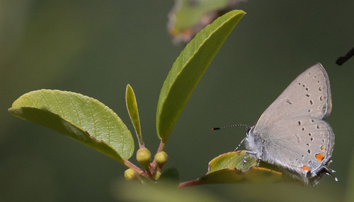 iNaturalist observation photo of California Hairstreak