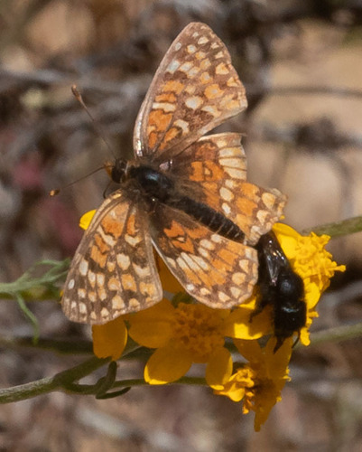 iNaturalist observation photo of Gabb's Checkerspot