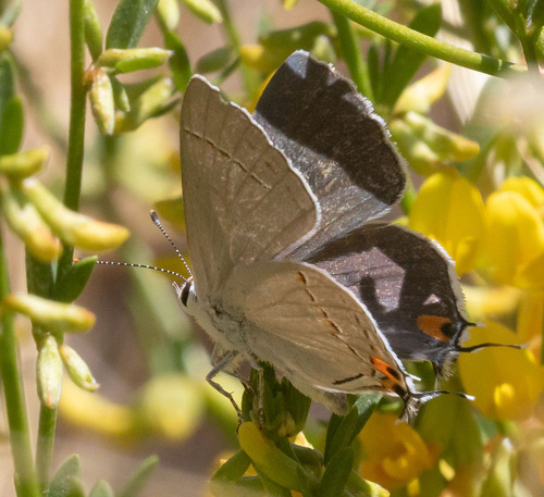 iNaturalist observation photo of Gray Hairstreak