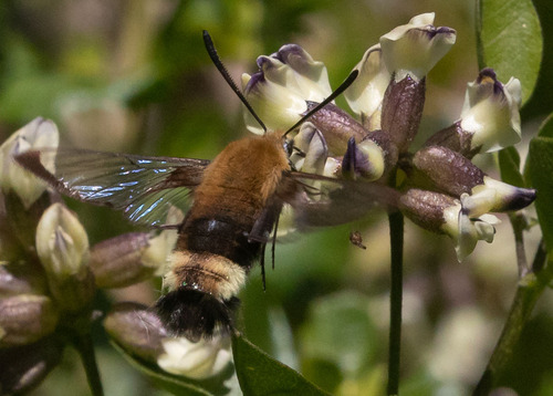 iNaturalist observation photo of Rocky Mountain Clearwing
