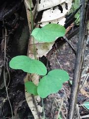 Passiflora biflora image