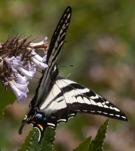 iNaturalist observation photo of Pale Swallowtail