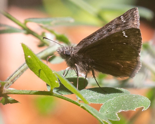 iNaturalist observation photo of Propertius Duskywing