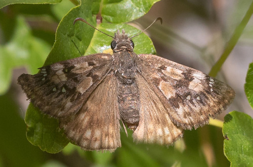 iNaturalist observation photo of Propertius Duskywing