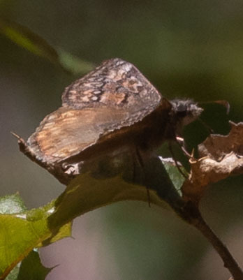 iNaturalist observation photo of Propertius Duskywing