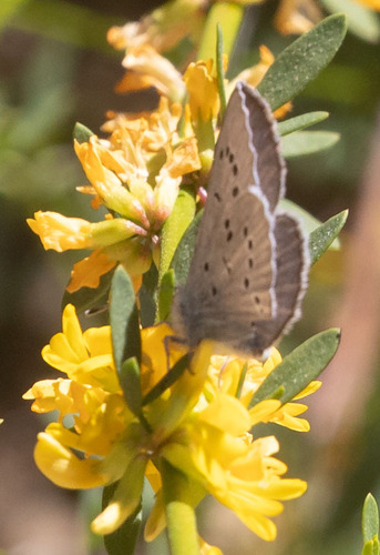 iNaturalist observation photo of Silvery Blue