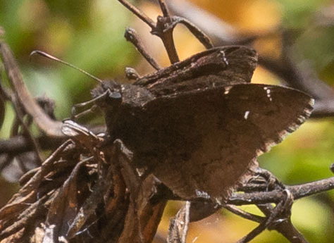 iNaturalist observation photo of Northern Cloudywing