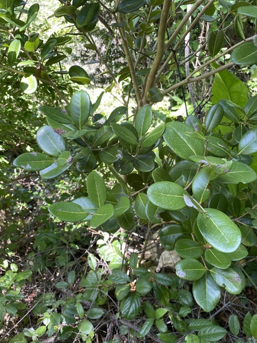 Eugenia sessiliflora, 2023-06-10
