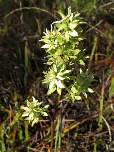 Zigadenus glaberrimus image