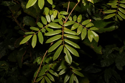 Image of Austrosteenisia glabristyla by (c) Greg Tasney, some rights reserved (CC BY-SA)