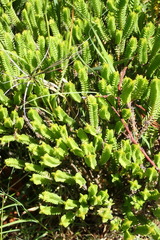 Crassula ericoides ericoides