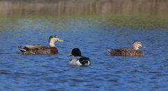 Anas platyrhynchos × fulvigula