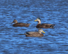 Anas platyrhynchos × fulvigula