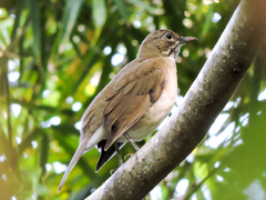 Turdus assimilis