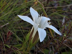 Gentiana pennelliana