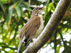 Turdus assimilis