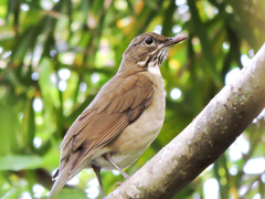 Turdus assimilis