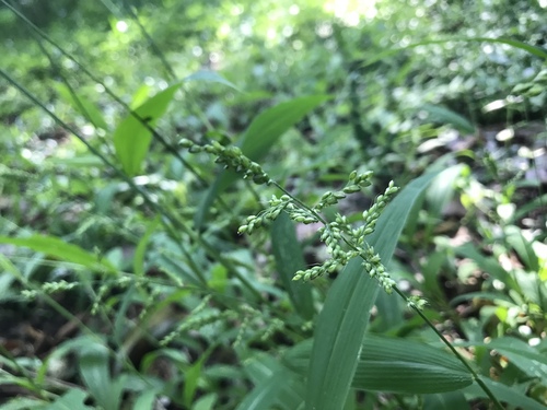 East Indian bristlegrass (Setaria barbata)