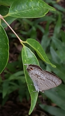Catopyrops florinda