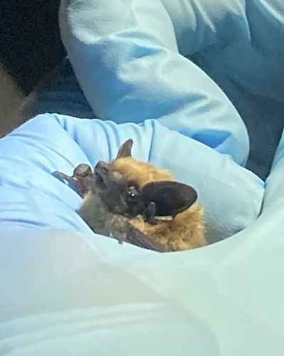 Canyon Bat