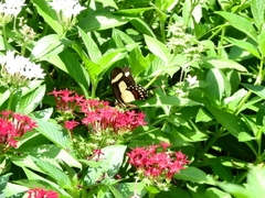 Heraclides torquatus