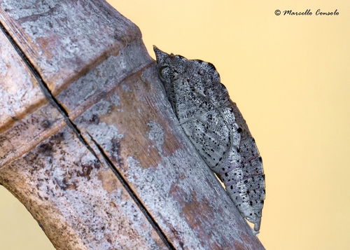Southern Small White, photo 10 of 10