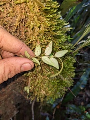 Peperomia tenella, photograph (c) Zac Peterson, some rights reserved (CC BY)