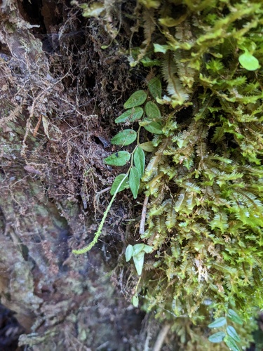 Peperomia tenella, photograph 5
