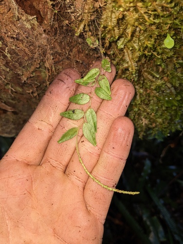 Peperomia tenella, photograph 4