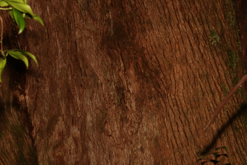 Image of Eucalyptus campanulata by (c) Greg Tasney, some rights reserved (CC BY-SA)