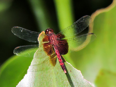 Erythrodiplax fervida