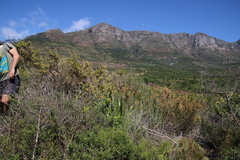 Aspalathus astroites