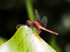 Erythrodiplax fervida