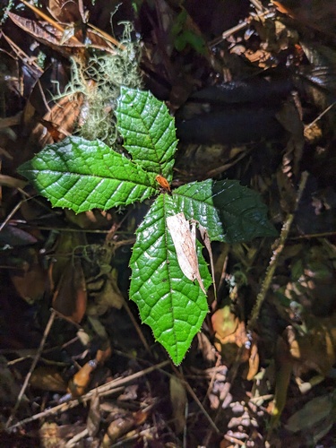 Meliosma recurvata (Meliosma recurvata)