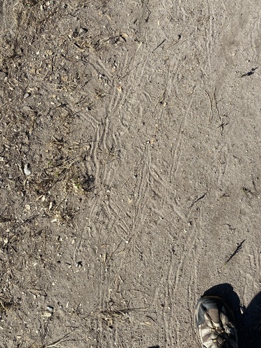 iNaturalist observation photo of Wild Turkey