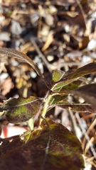 Morella caroliniensis