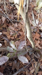 Morella caroliniensis