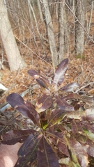 Morella caroliniensis