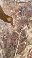 Morella caroliniensis