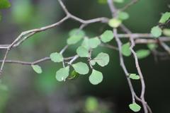 Melicytus micranthus
