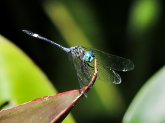 Micrathyria ocellata